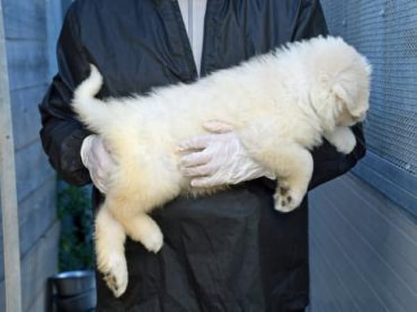 Wem darf Noah sein Herz schenken?