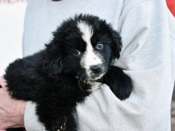 Geben Sie Nepal ein Zuhause?