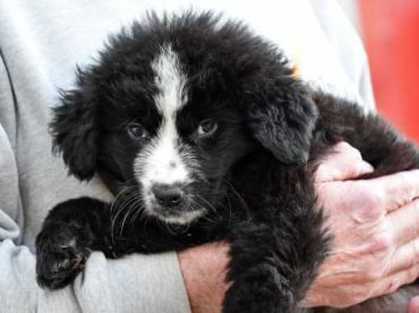 Geben Sie Nepal ein Zuhause?