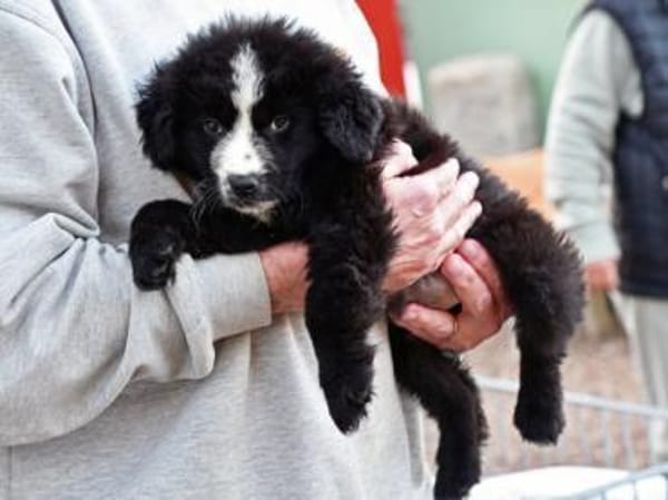 Geben Sie Nepal ein Zuhause?