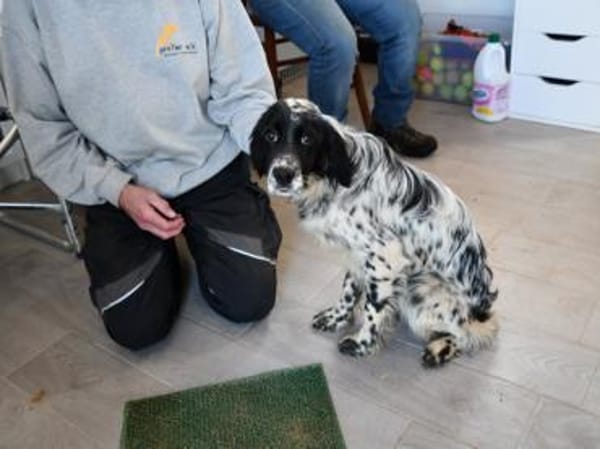 Liebe Menschen für Tanca gesucht