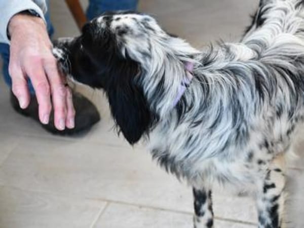 Liebe Menschen für Tanca gesucht