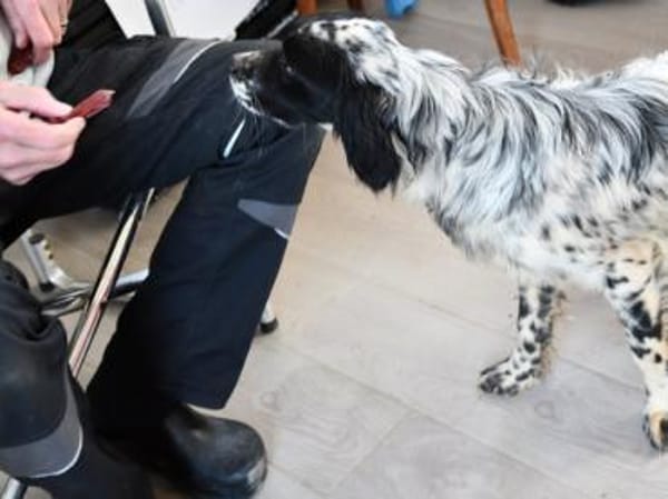 Liebe Menschen für Tanca gesucht