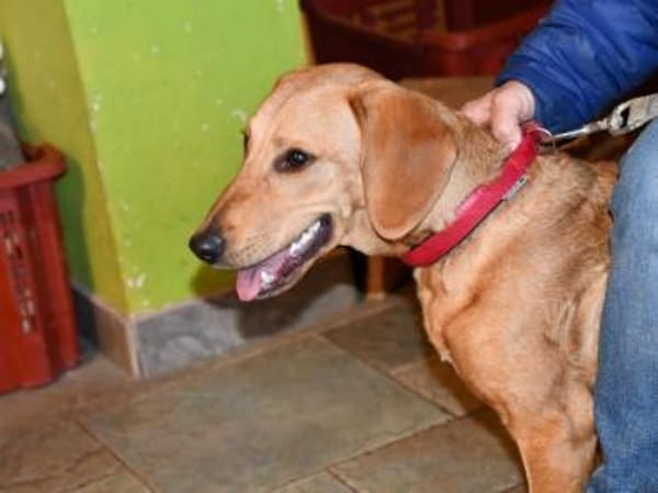 Aldo möchte seine Chance nutzen