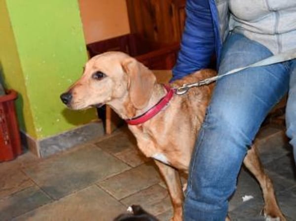 Aldo möchte seine Chance nutzen