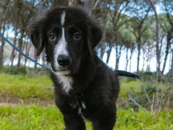 Darf Neval zu Ihnen ziehen?