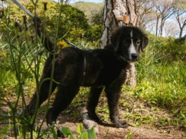 Darf Neval zu Ihnen ziehen?