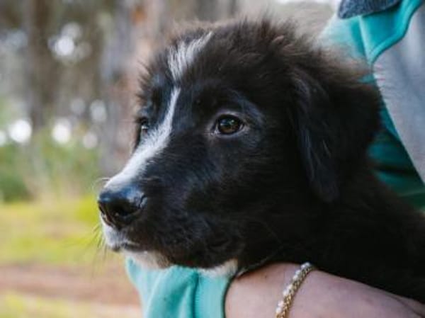 Darf Neval zu Ihnen ziehen?