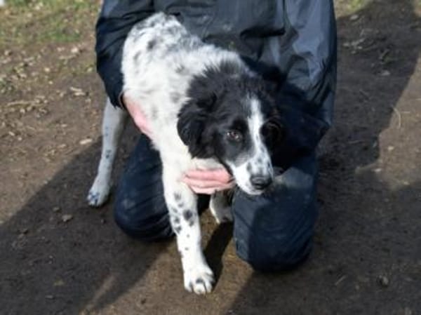 Geben Sie freundlichem Loki ein Zuhause?