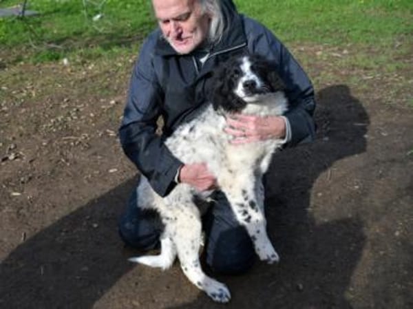 Geben Sie freundlichem Loki ein Zuhause?