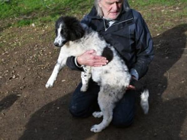 Geben Sie freundlichem Loki ein Zuhause?