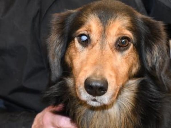 Lucky wünscht sich richtiges Zuhause