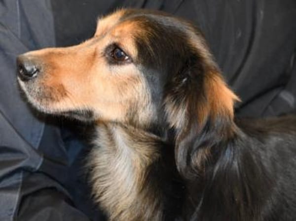 Lucky wünscht sich richtiges Zuhause