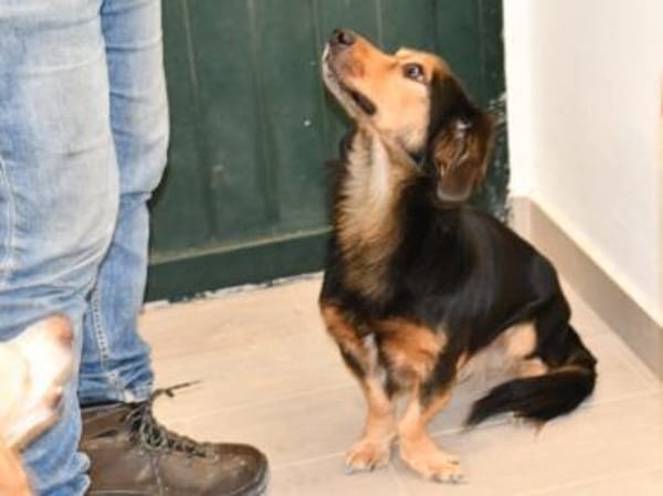 Lucky wünscht sich richtiges Zuhause