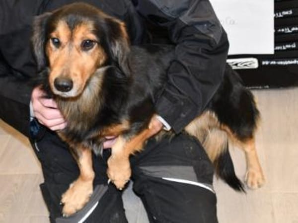 Lucky wünscht sich richtiges Zuhause