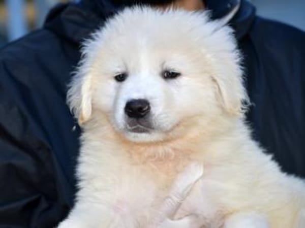 Körbchen für Nekkar gesucht