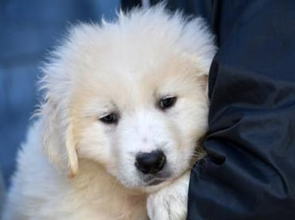 Körbchen für Nekkar gesucht