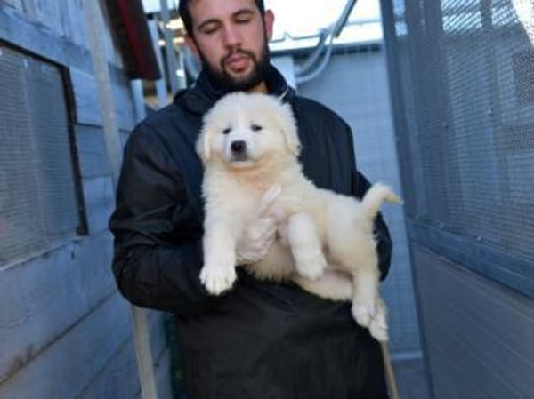 Körbchen für Nekkar gesucht