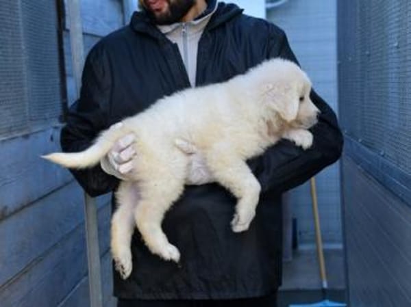 Körbchen für Nekkar gesucht