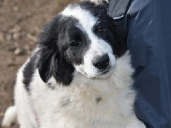 Übernehmen Sie Verantwortung für Landro?