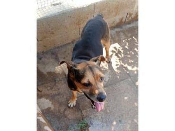 Nehmen Sie Butz bei sich auf?