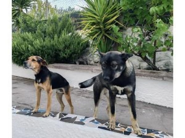 Nehmen Sie Butz bei sich auf?