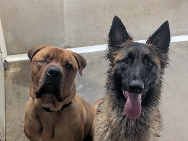 MAX QCN (J'ai trouvé ma famille)