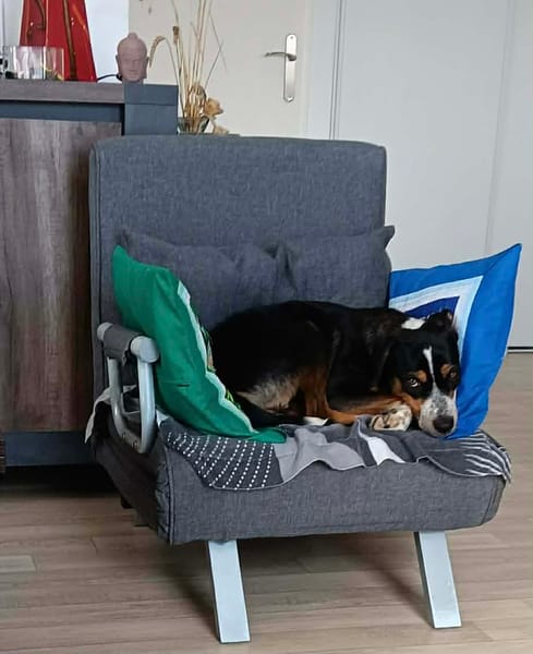 À L’ADOPTION, adorable femelle BERGER CREOLE tricolore