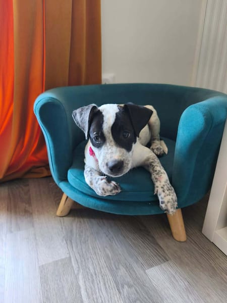 À L’ADOPTION, AYANA, BERGER CREOLE FEMELLE, noire et blanche