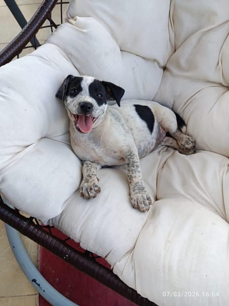 À L’ADOPTION, AYANA, BERGER CREOLE FEMELLE, noire et blanche