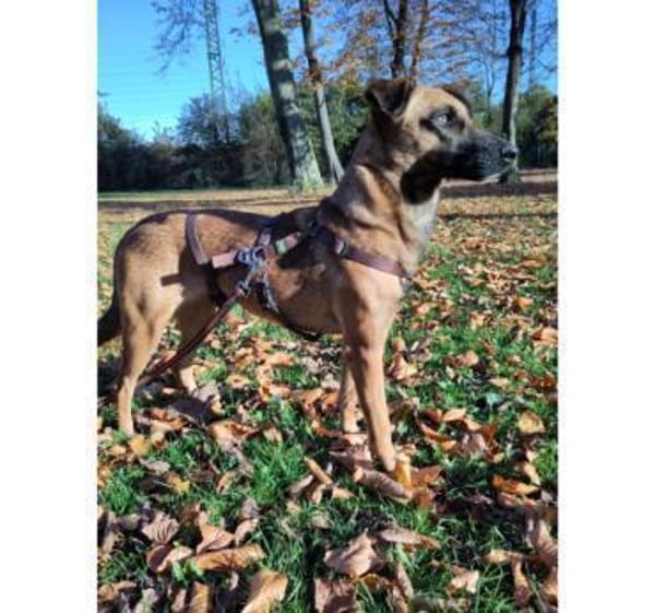 Lilou, stubenreine Herzenshündin, ca. 2