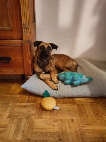 Lilou, stubenreine Herzenshündin, ca. 2