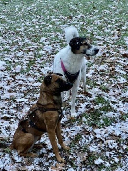 Lilou, stubenreine Herzenshündin, ca. 2