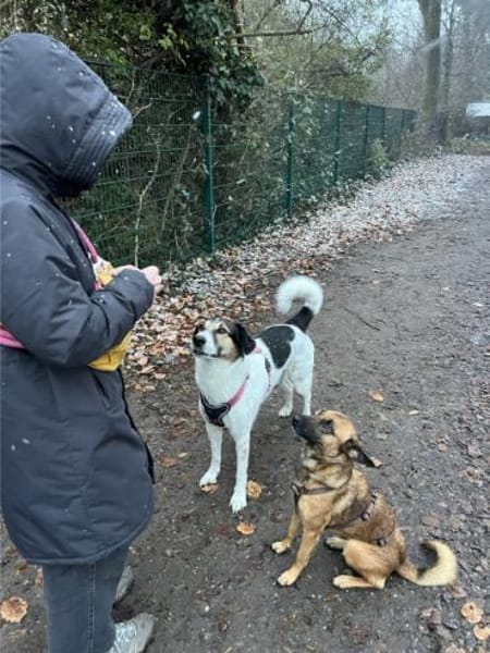 Lilou, stubenreine Herzenshündin, ca. 2