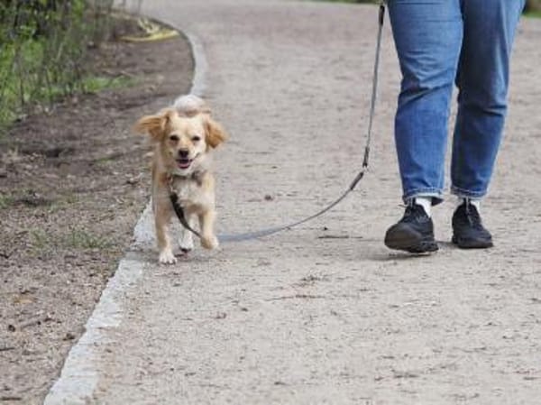 Kleiner MIO sucht ländliches Zuhause!
