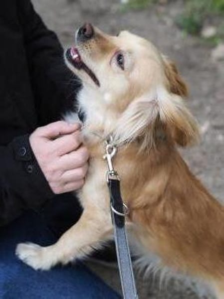 Kleiner MIO sucht ländliches Zuhause!