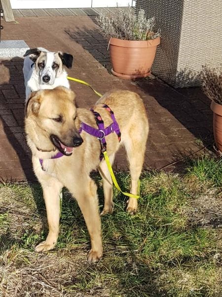 MURI -möchte die Welt gezeigt bekommen-