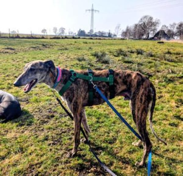 Geselliger Rayan1 sucht ein Zuhause