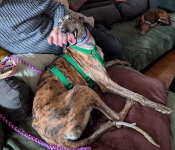 Geselliger Rayan1 sucht ein Zuhause