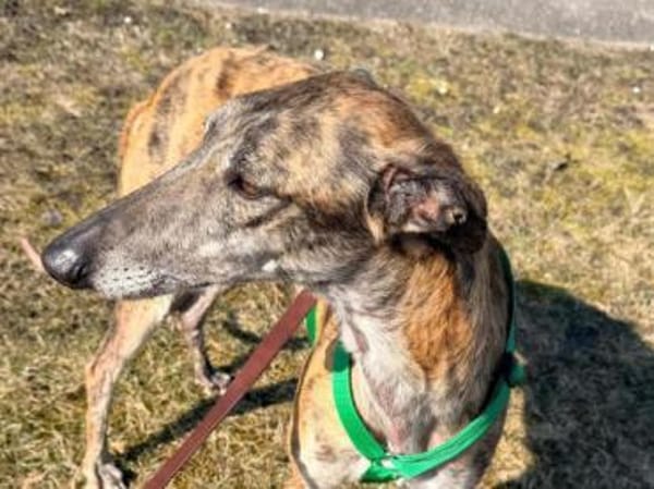 Geselliger Rayan1 sucht ein Zuhause