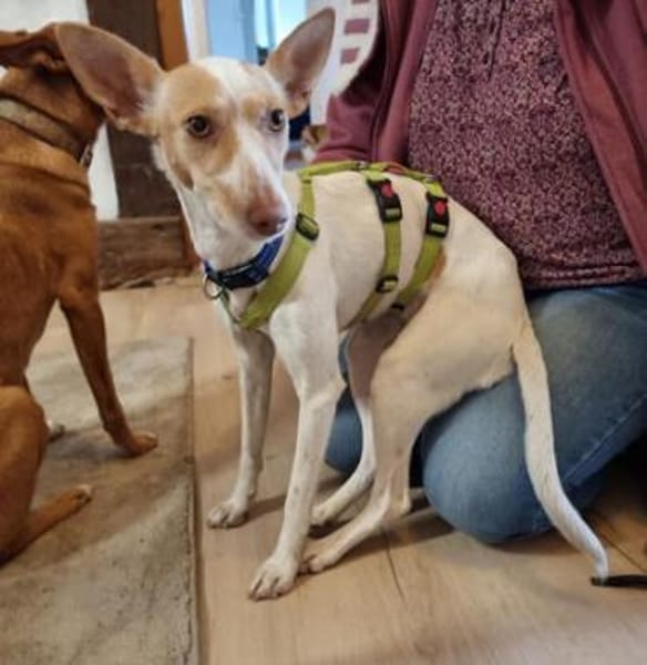 Hada3 sucht ein Zuhause