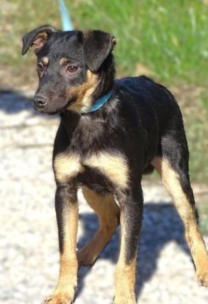 LINO wartet mit gepacktem Koffer