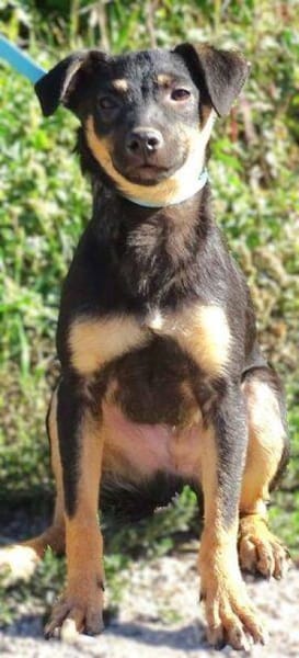 LINO wartet mit gepacktem Koffer