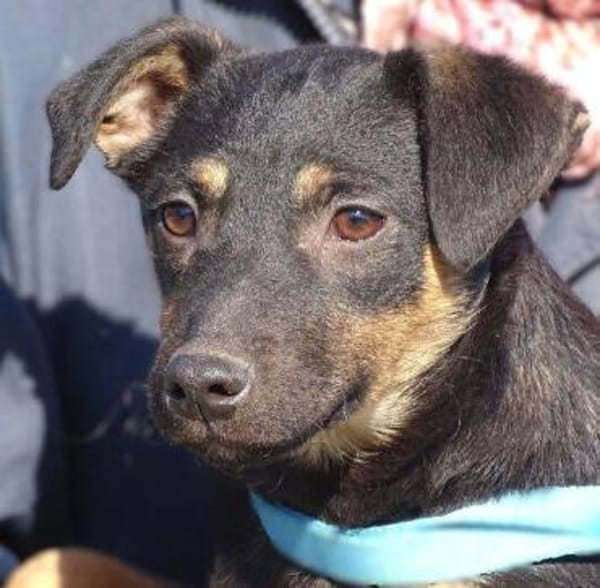 LINO wartet mit gepacktem Koffer