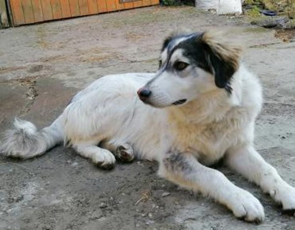 Lisa möchte ein ländliches Zuhause