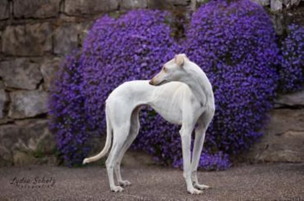 FRAMBUESA- auf PS in 74229 Degmarn!