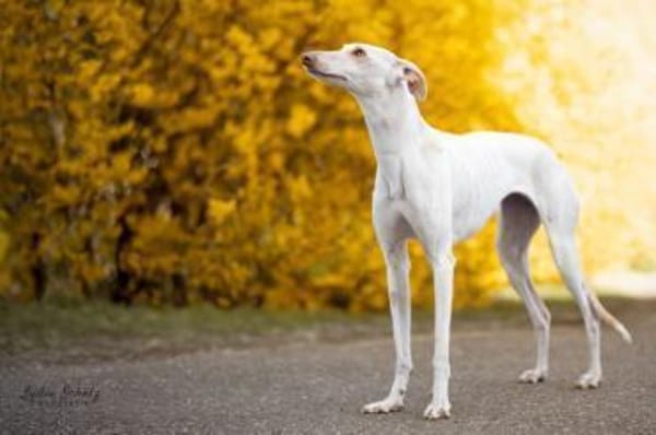 FRAMBUESA- auf PS in 74229 Degmarn!