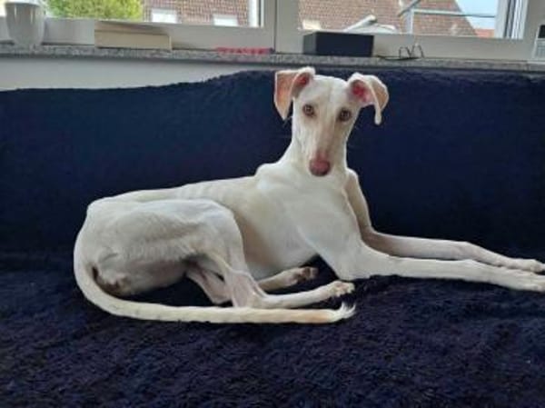 FRAMBUESA- auf PS in 74229 Degmarn!