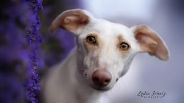 FRAMBUESA- auf PS in 74229 Degmarn!