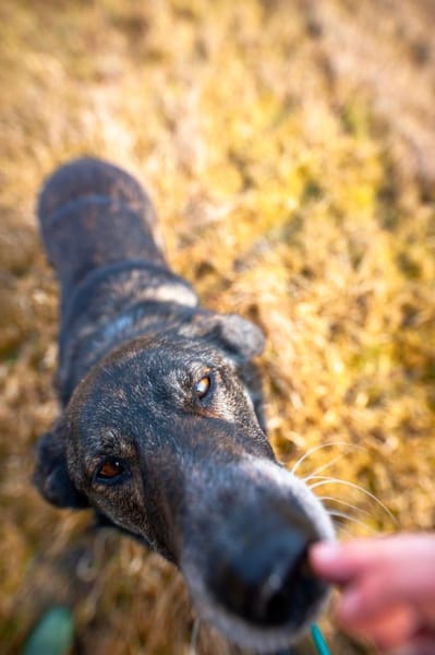 Menschenbezogener RUDY sucht!